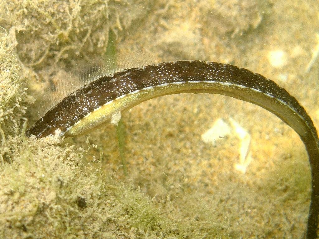 Syngnathus taenionotus